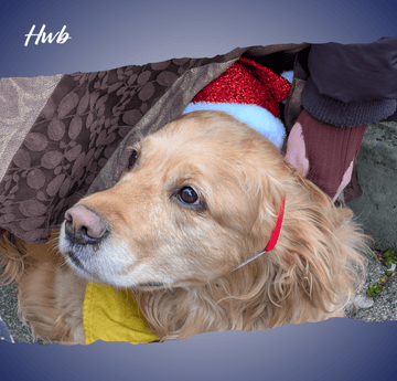 Molly the dog in a christmas hat