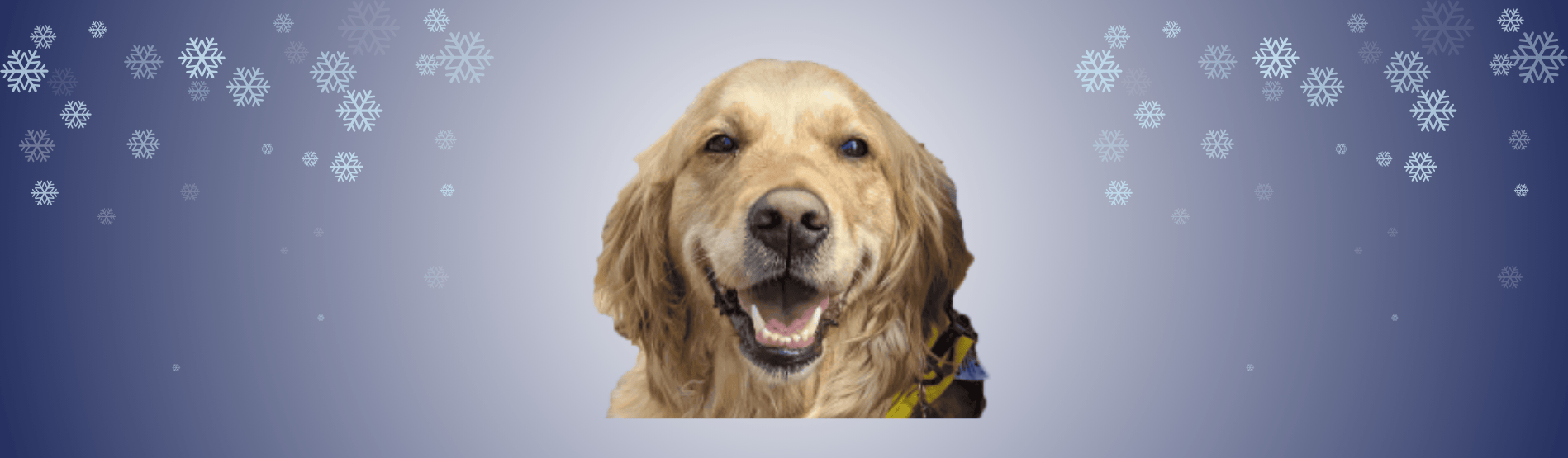 Molly the therapy dog