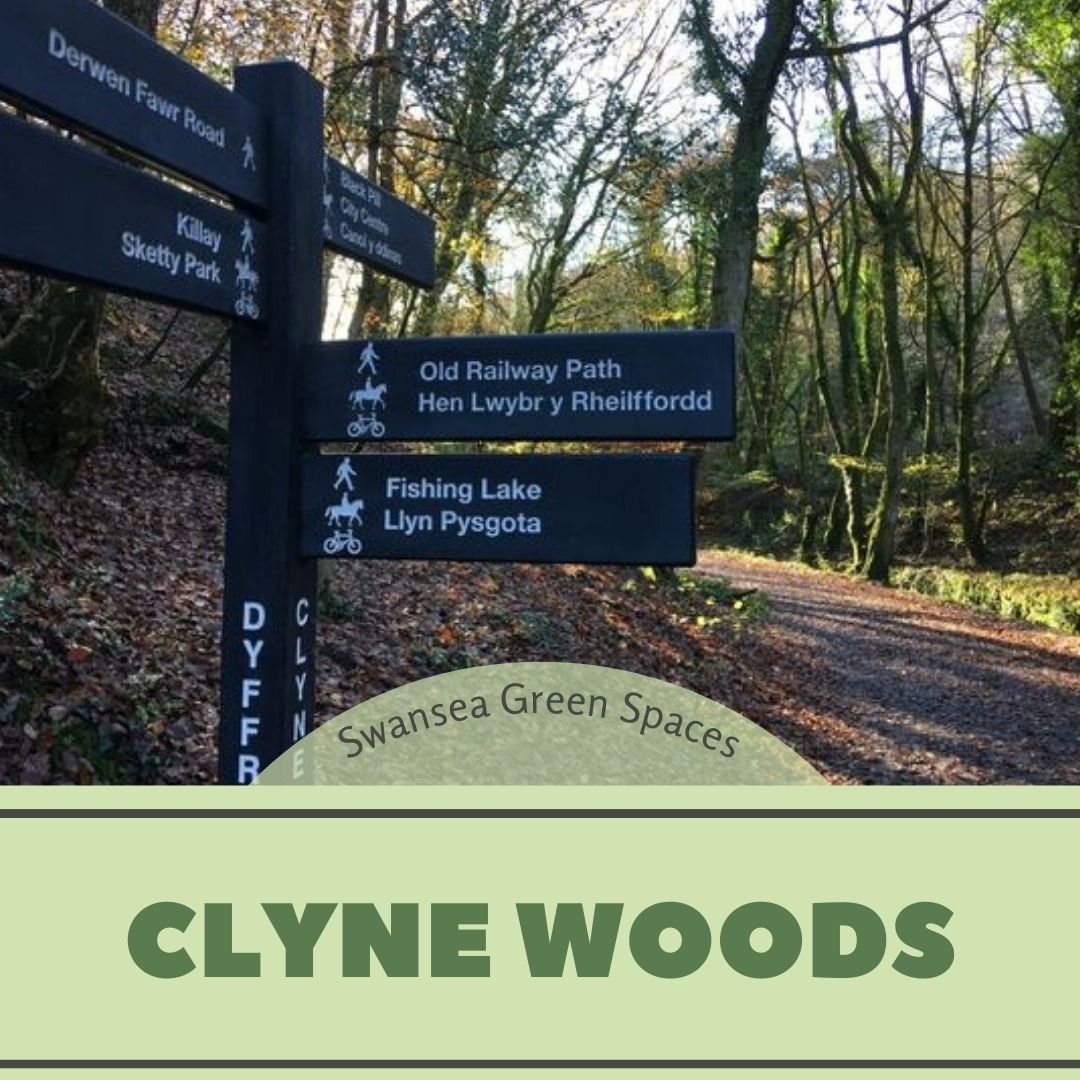 Clyne Woods